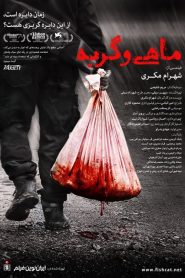 ماهی و گربه
